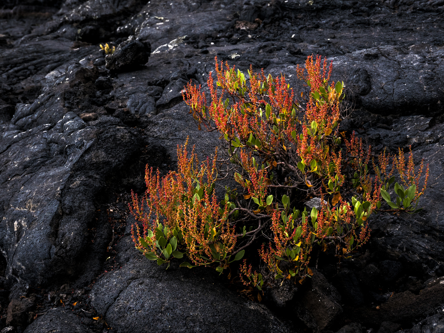 Rumex Bucephalophorus - La Palma