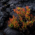 Rumex Bucephalophorus - La Palma