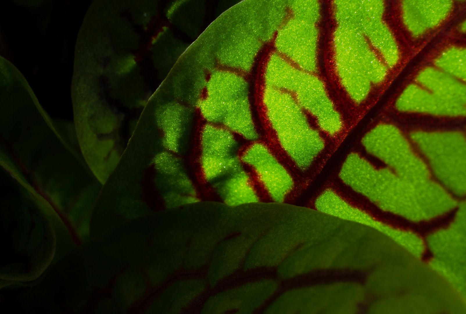 Rumex sanguineus