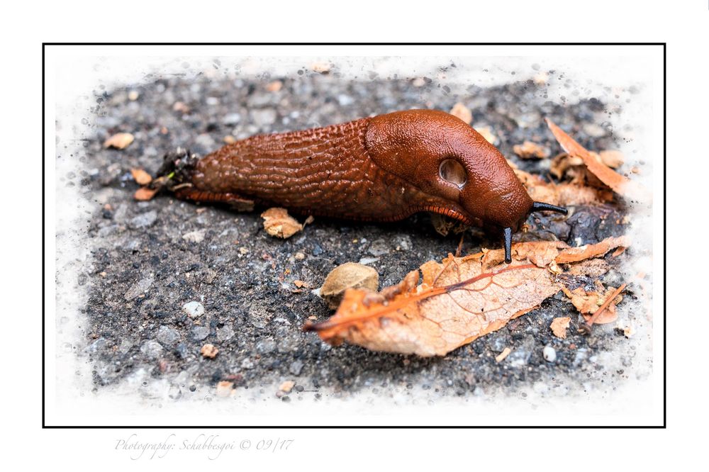 Rumschleimen Nackt Ohne Haus Foto Bild Natur Tiere