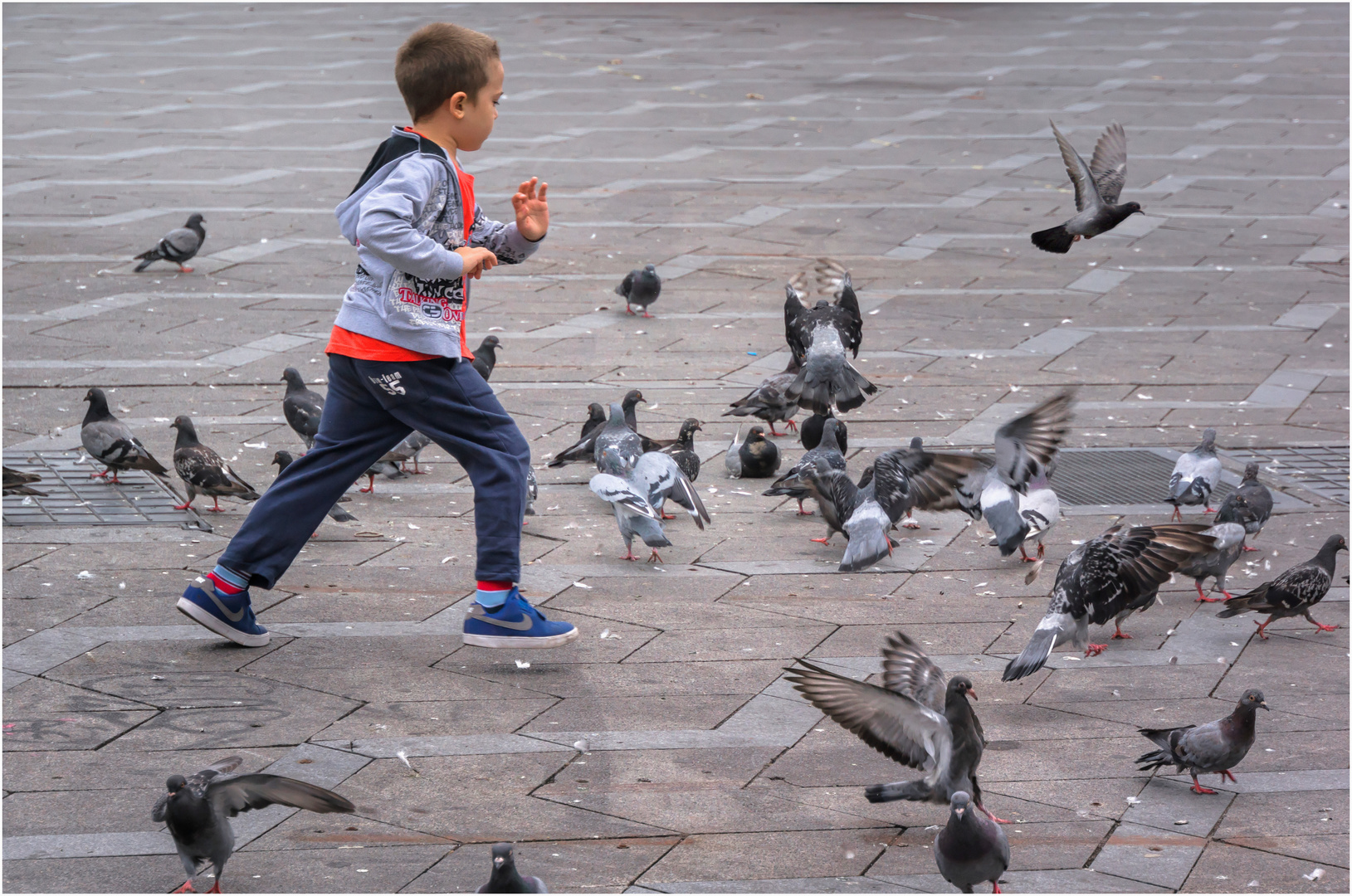 Run after pigeons