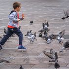 Run after pigeons