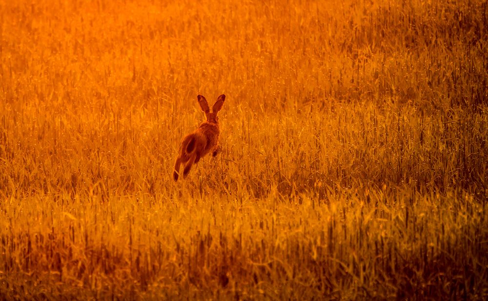 "RUN GEGEN DIE SONNE"