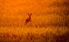 "RUN GEGEN DIE SONNE"