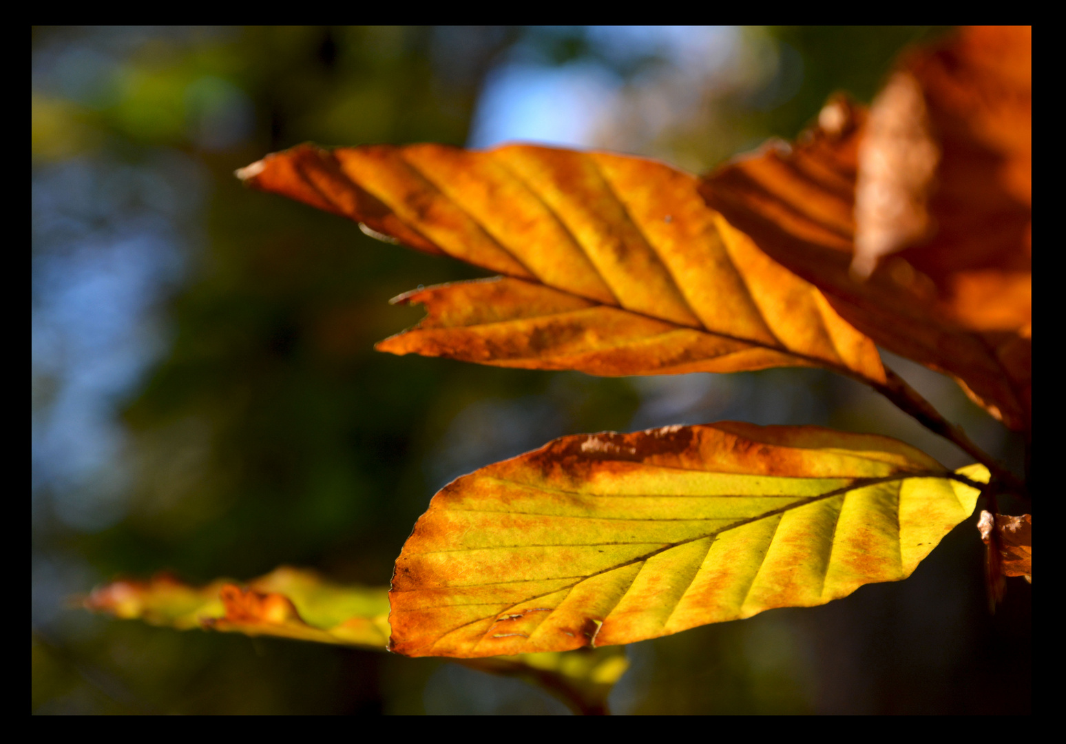 Run of Colours - the Beginning