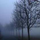 Run on a foggy morning 4