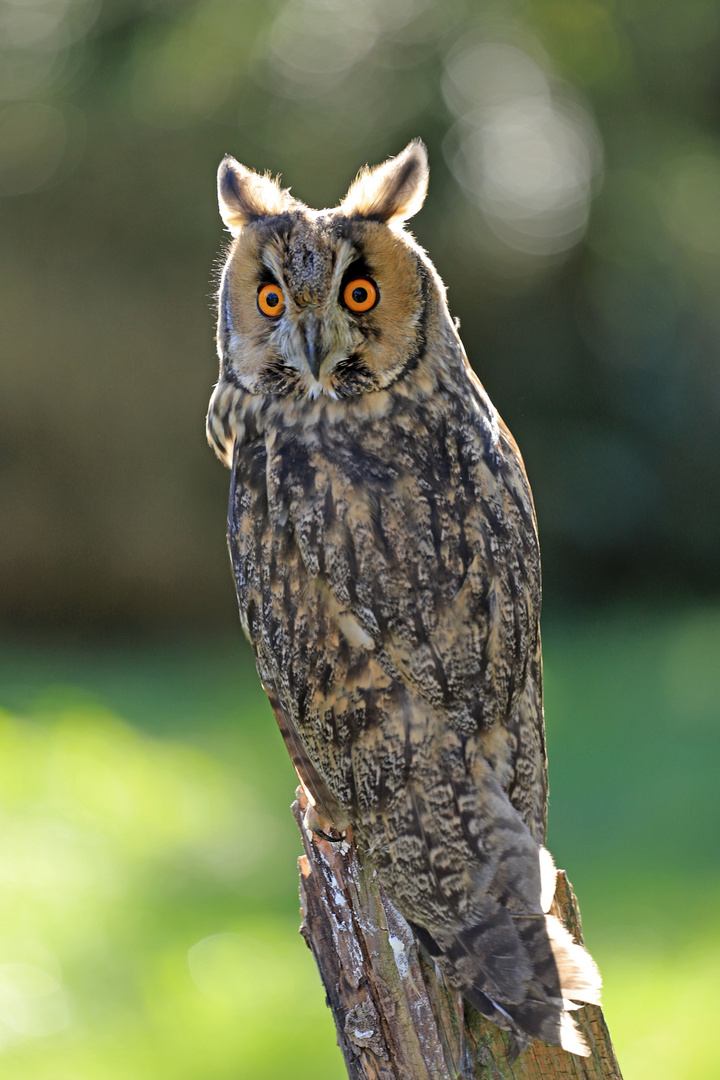 Runa... Foto & Bild deutschland, europe, bayern Bilder auf