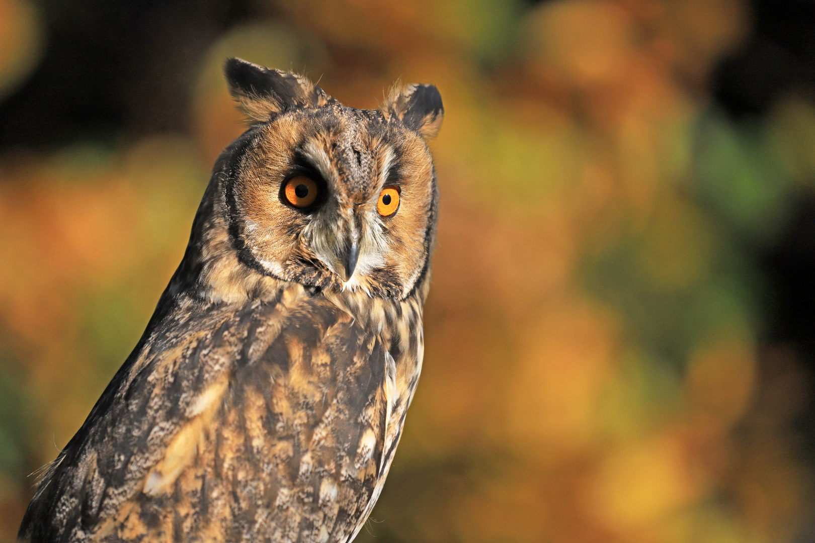 Runa... Foto & Bild deutschland, europe, bayern Bilder auf