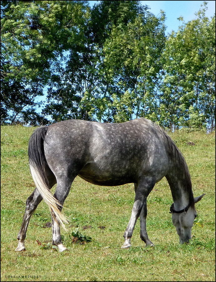 "Runaway Horses"