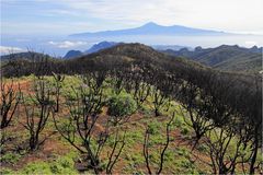 rund 7 Monate nach dem Waldbrand