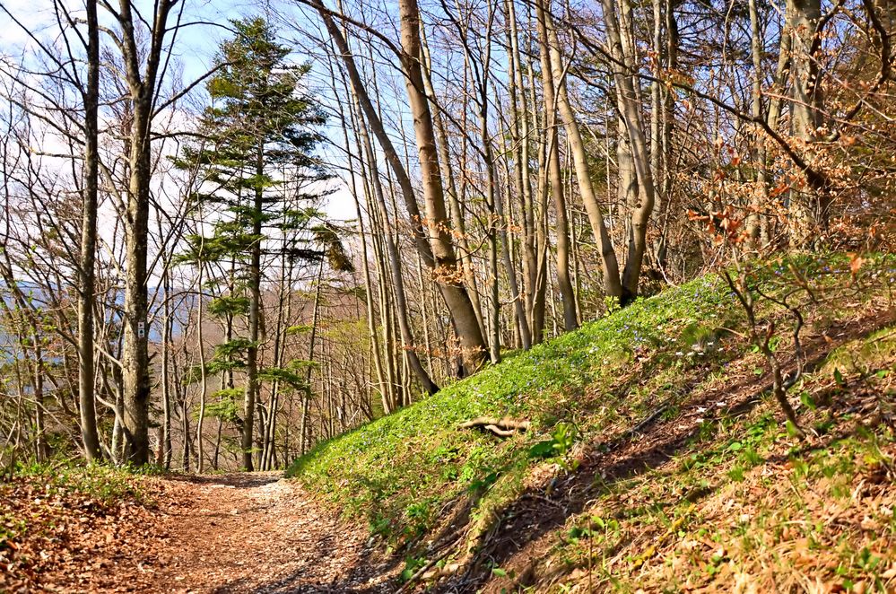 Rund um Albstadt Foto & Bild landschaft, wald, himmel Bilder auf