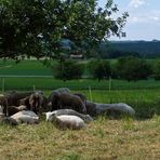 "Rund um Altsteußlingen 11"