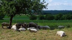 "Rund um Altsteußlingen 11"