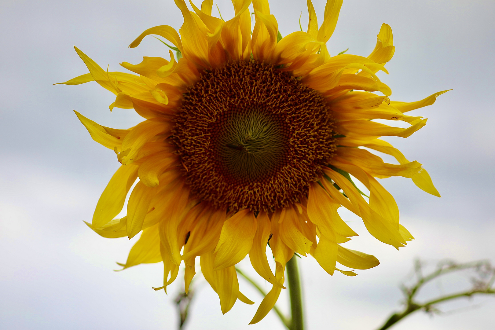 rund um Capiovi: Sonnenblumenfelder