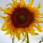 rund um Capiovi: Sonnenblumenfelder