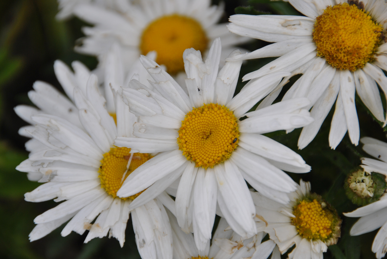 Rund um das Jahr. Foto & Bild pflanzen, pilze & flechten, blüten
