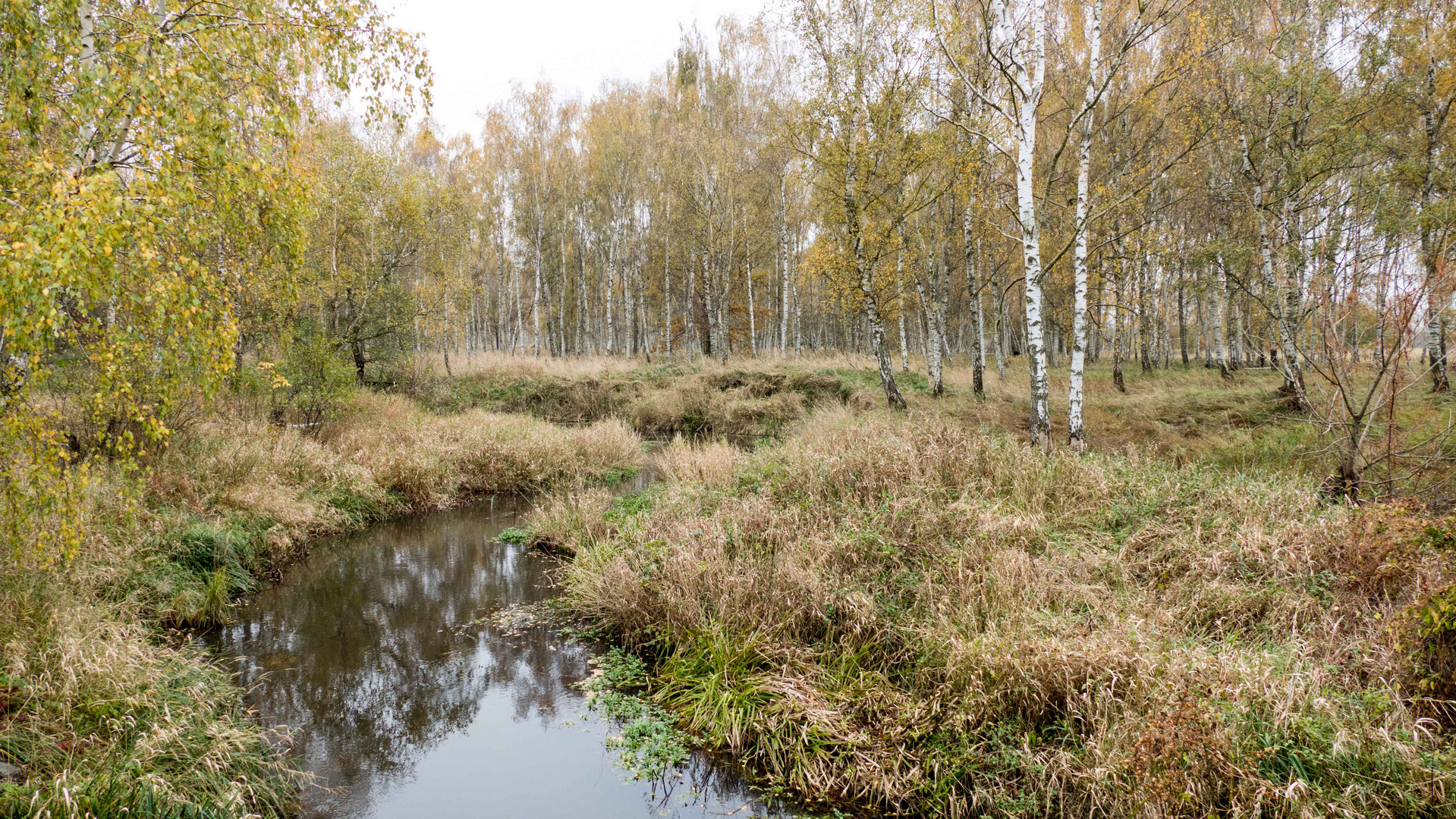 Rund um den Bach das Birkenwäldchen