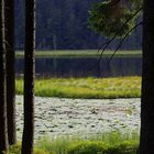 Rund um den Großen Arbersee Teil 1