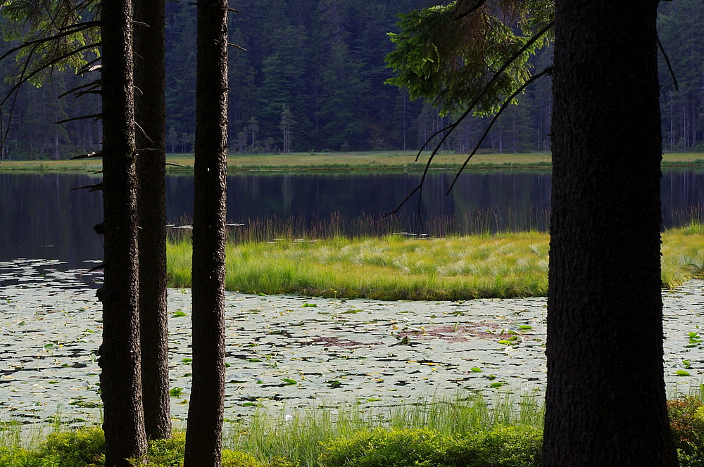 Rund um den Großen Arbersee Teil 1