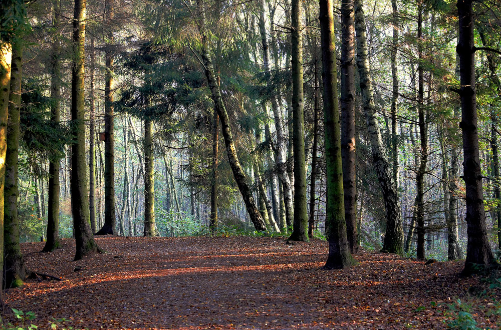 Rund um den herbstlichen Venekotensee