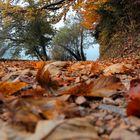 Rund um den Höglwörther See im Herbst