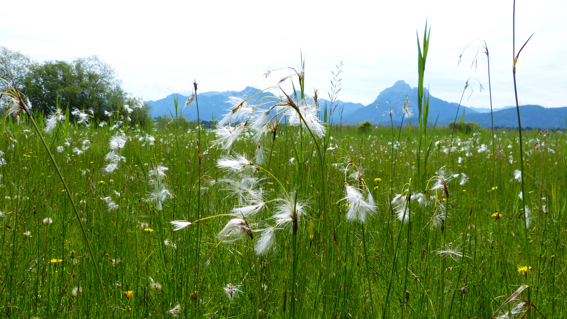 Rund um den Hopfensee.  