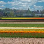 Rund um den Keukenhof . . .