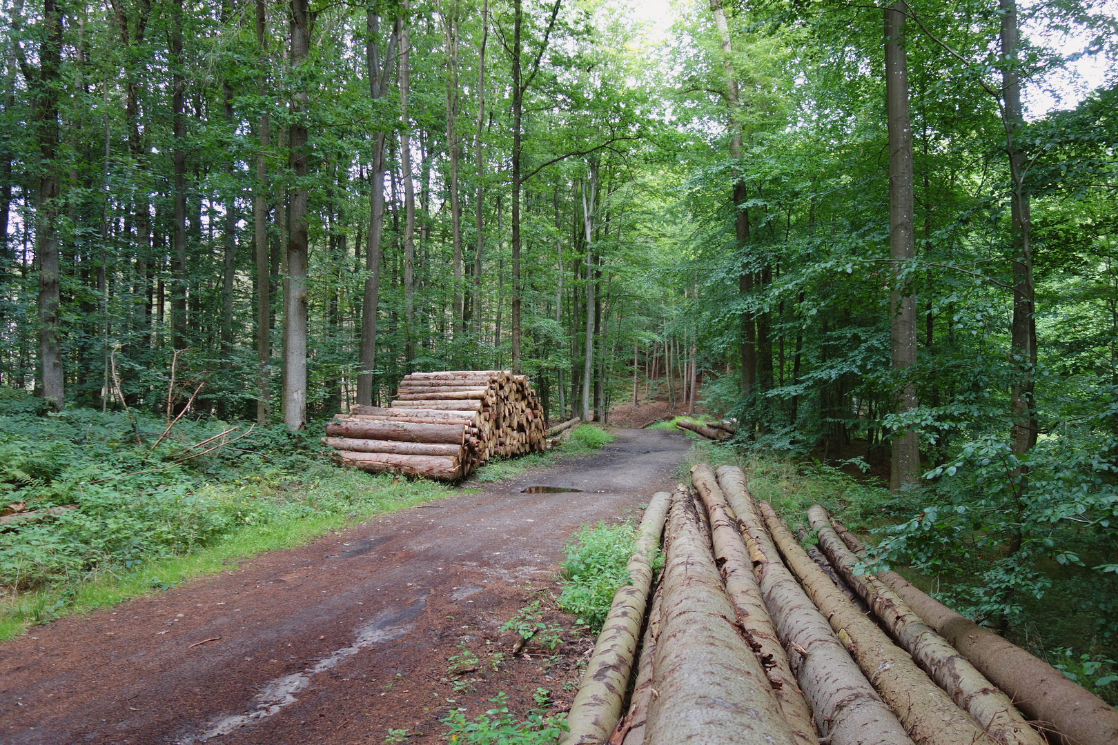 Rund um den kleinen Schierensee...