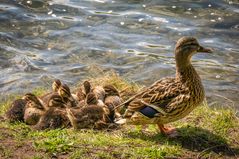 Rund um den Maschsee III - Hannover