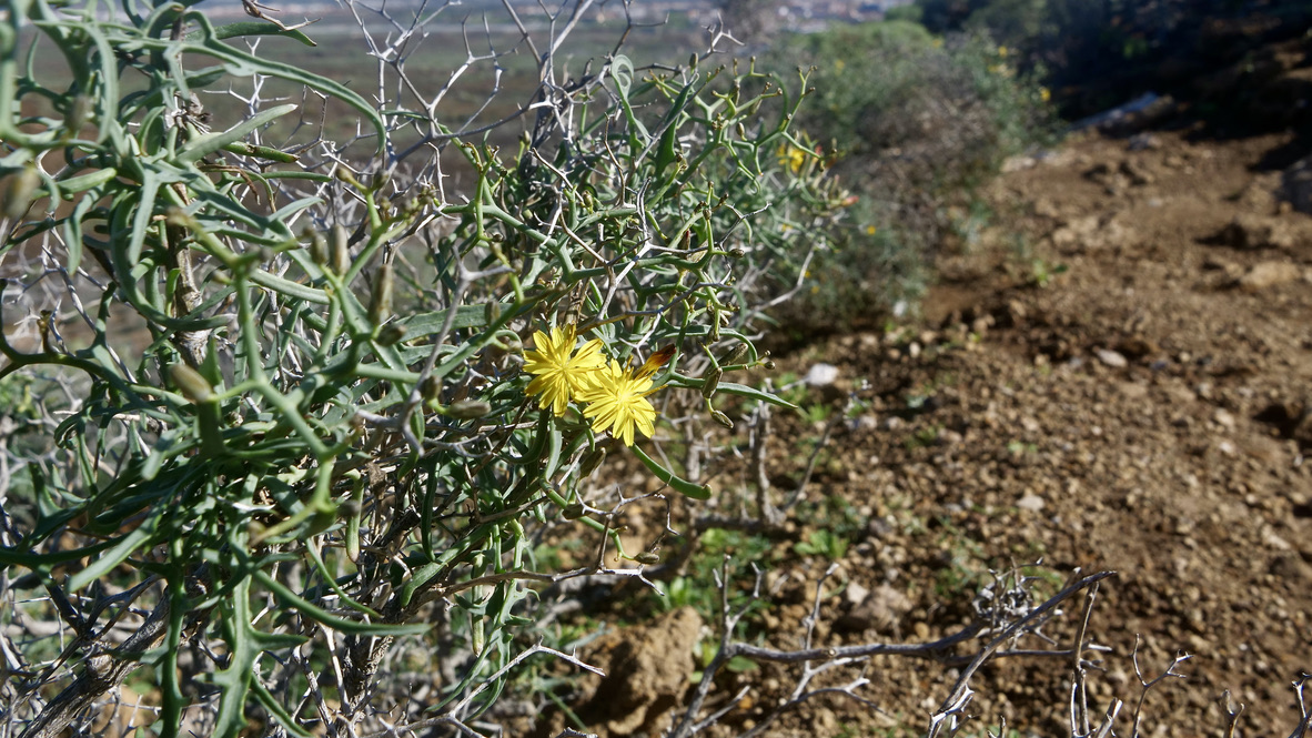 Rund um den Montana Amarillo