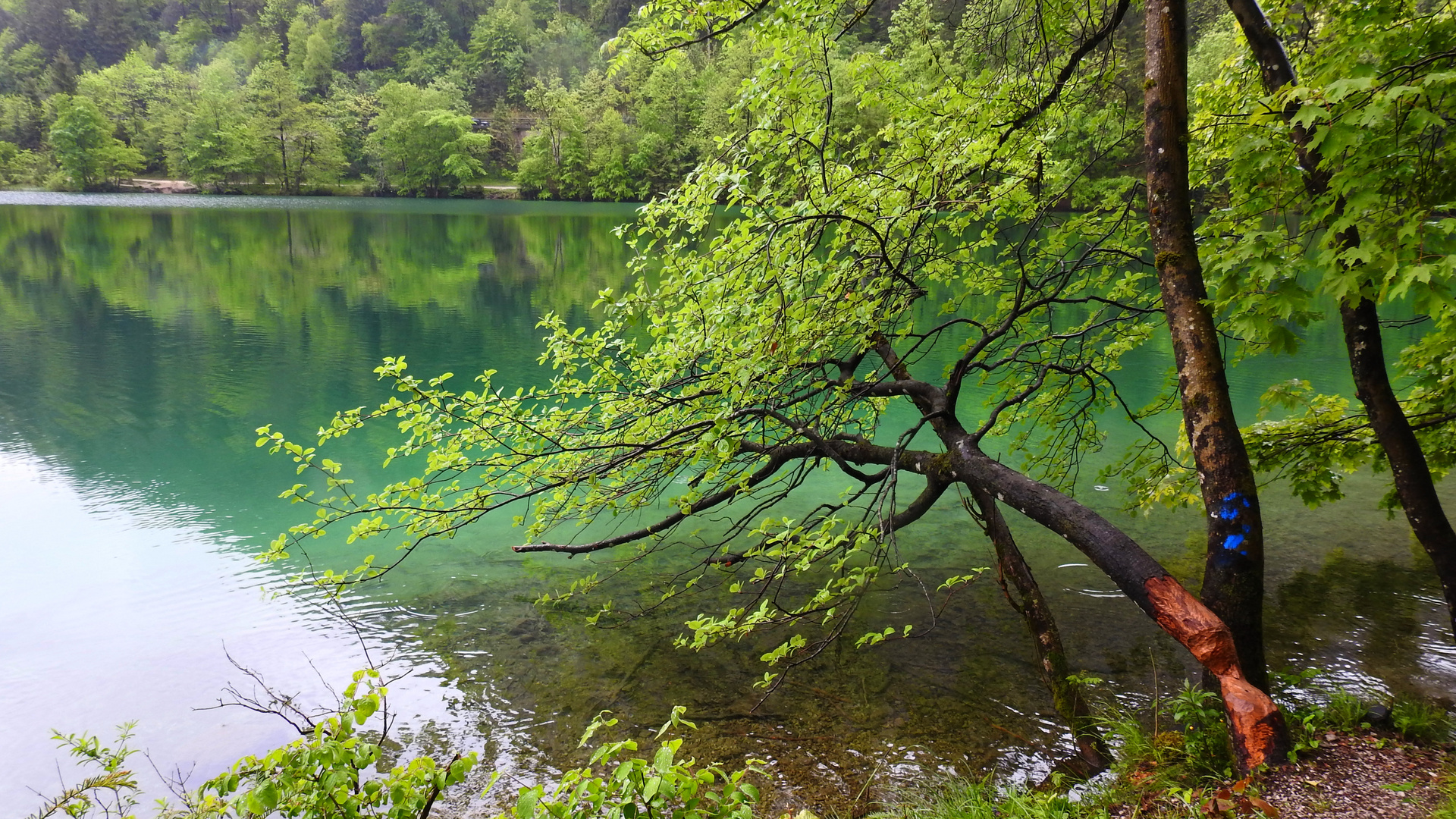 Rund um den Thumsee