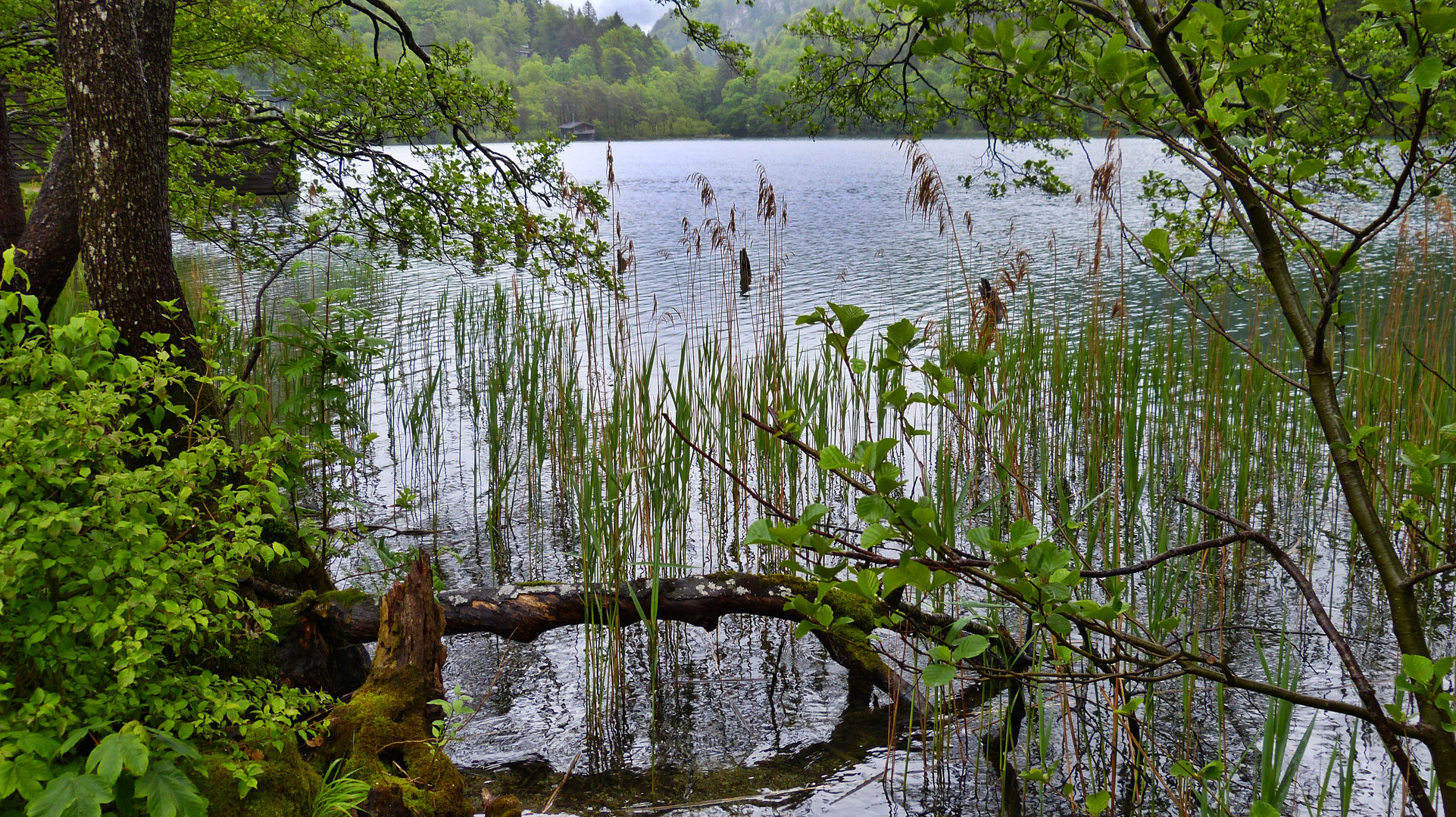 Rund um den Thumsee 