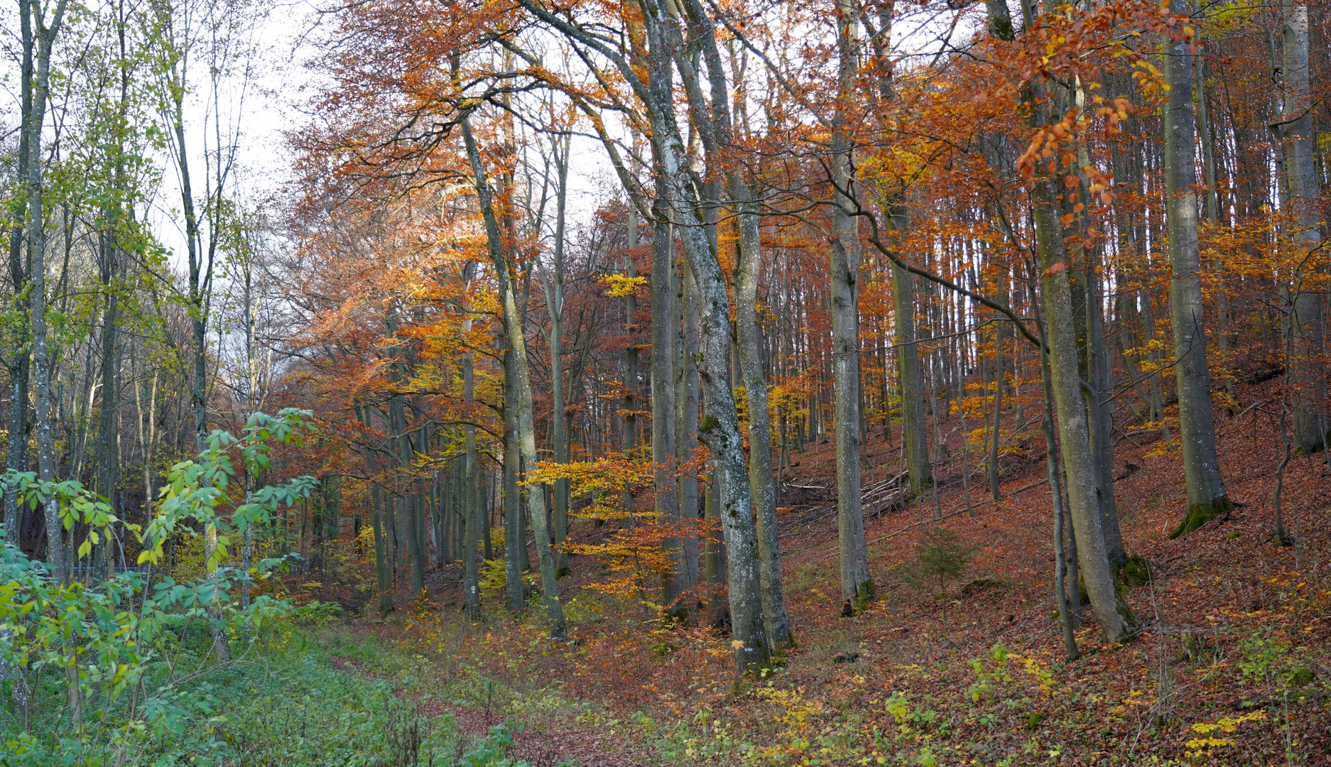 Rund um die Hallenthaler Mühle bei Urft/Nordeifel