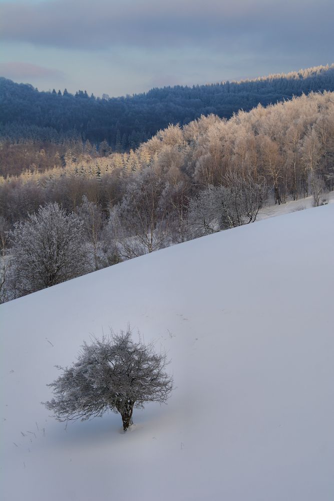 rund um die Maulkuppe 16.1.2017