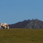 Rund um die Maulkuppe