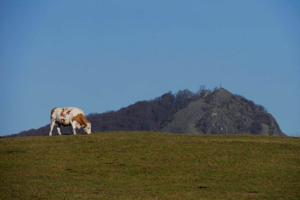 Rund um die Maulkuppe