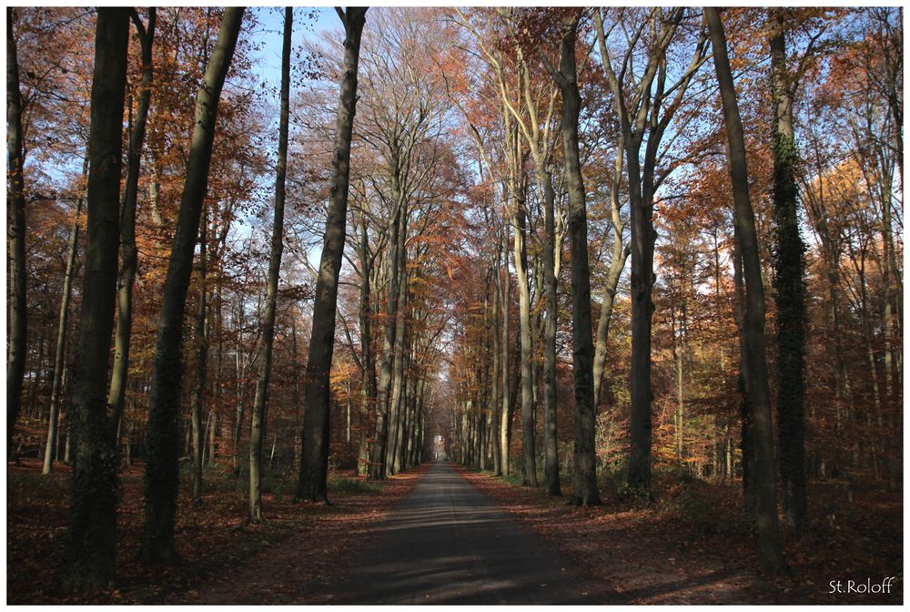 Rund um die Surenburg Riesenbeck November 2010