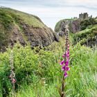 rund um Dunnottar 9