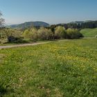 Rund um Schwand ein OT v. Tegernau im Kl. Wiesental Nr.11