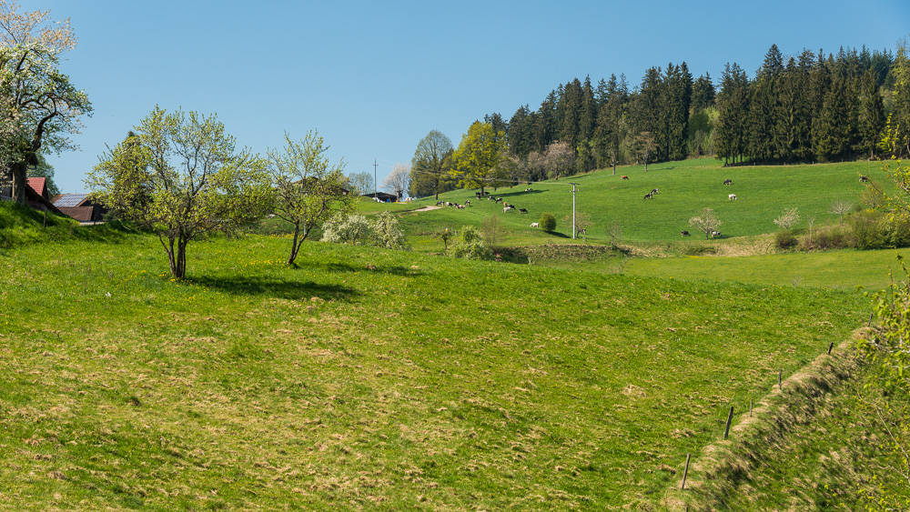 Rund um Schwand ein OT v. Tegernau im Kl. Wiesental Nr.5