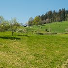 Rund um Schwand ein OT v. Tegernau im Kl. Wiesental Nr.5