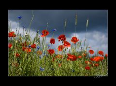 Rund um´s Kornfeld