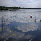 Rund ums Steinhuder Meer