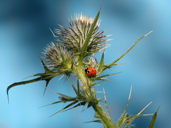 rund und stachelig