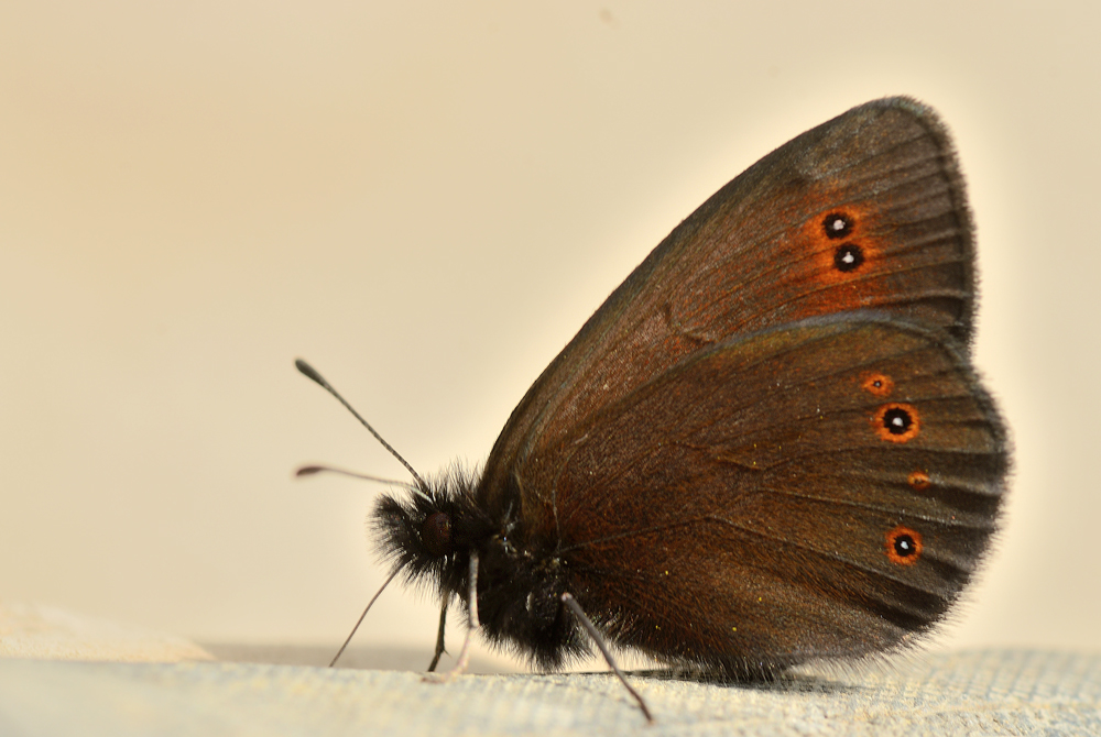 Rundaugen Mohrenfalter (Erebia medusa)