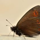 Rundaugen Mohrenfalter (Erebia medusa)