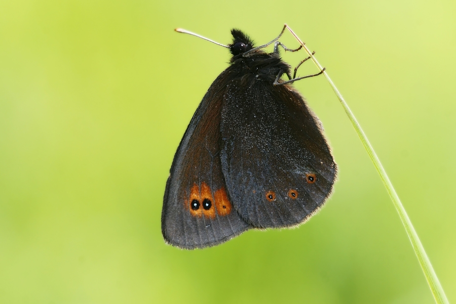 Rundaugen-Mohrenfalter (Erebia medusa)