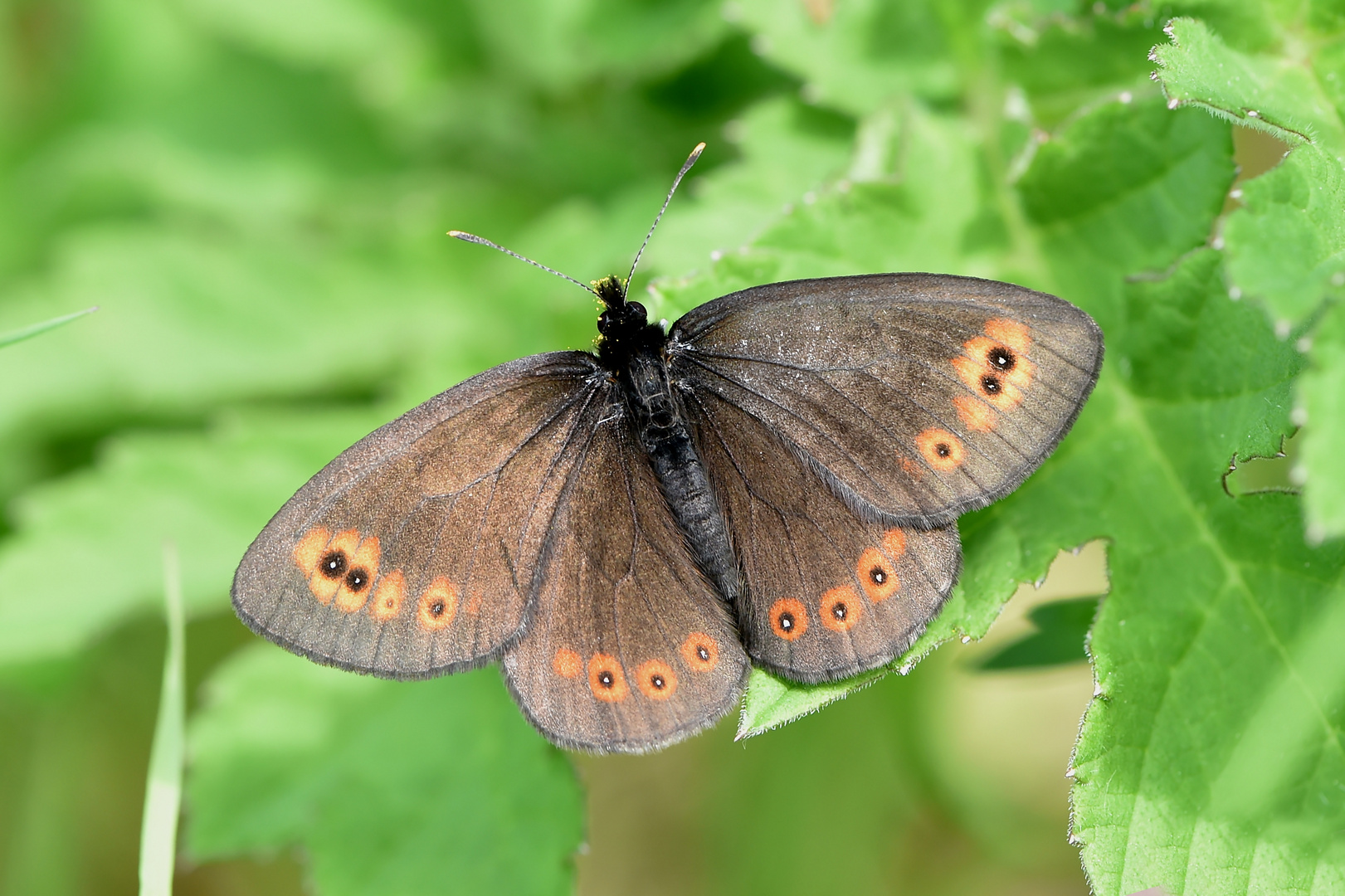 Rundaugen-Mohrenfalter (Erebia medusa)