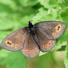 Rundaugen-Mohrenfalter (Erebia medusa)