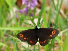 Rundaugen-Mohrenfalter (Erebia medusa)